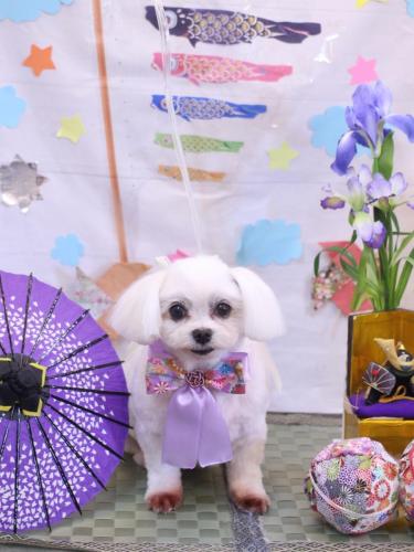 20240529サクラちゃん